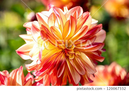 Brightly blooming dahlias (Dahlias) Kawanishi Dahlia Garden, Kawanishi Town, Yamagata Prefecture Brightly blooming dahlias (Dahlias) Kawanishi Dahlia Garden, Kawanishi Town, Yamagata Prefecture 120067332