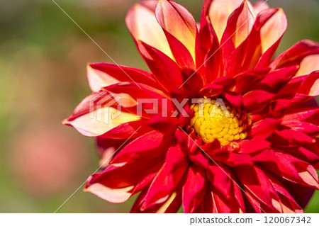 盛開的大麗花（大麗花） 山形縣川西町川西大麗花花園 120067342