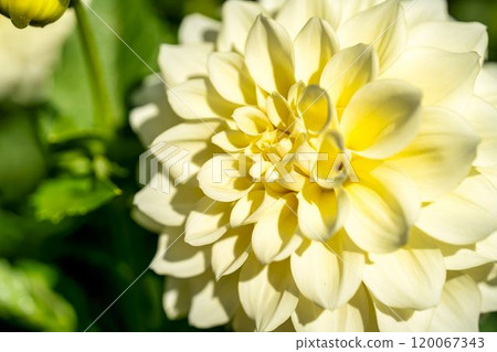 盛開的大麗花（大麗花） 山形縣川西町川西大麗花花園 120067343