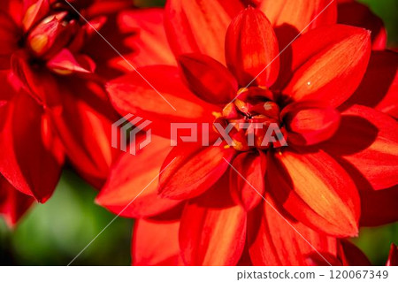 Brightly blooming dahlias (Dahlias) Kawanishi Dahlia Garden, Kawanishi Town, Yamagata Prefecture 120067349