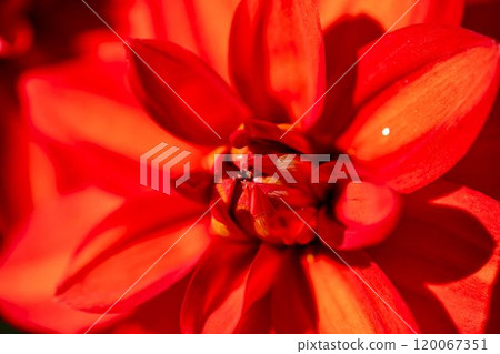 盛開的大麗花（大麗花） 山形縣川西町川西大麗花花園 120067351