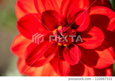 盛開的大麗花（大麗花） 山形縣川西町川西大麗花花園 120067352