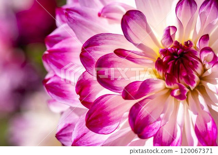 Brightly blooming dahlias (Dahlias) Kawanishi Dahlia Garden, Kawanishi Town, Yamagata Prefecture 120067371