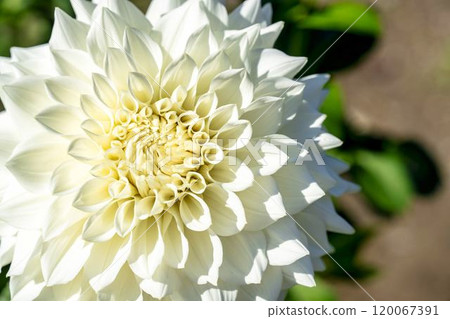 Brightly blooming dahlias (Dahlias) Kawanishi Dahlia Garden, Kawanishi Town, Yamagata Prefecture 120067391