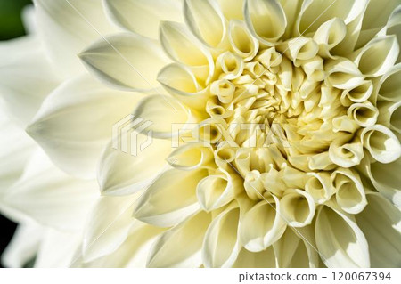 Brightly blooming dahlias (Dahlias) Kawanishi Dahlia Garden, Kawanishi Town, Yamagata Prefecture 120067394