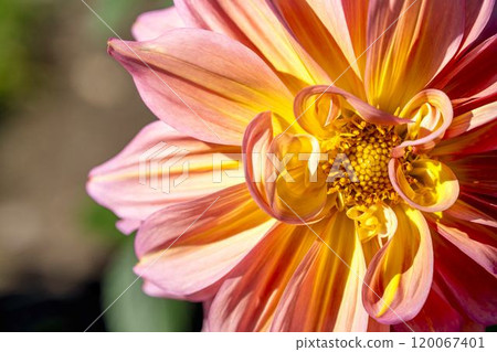 Brightly blooming dahlias (Dahlias) Kawanishi Dahlia Garden, Kawanishi Town, Yamagata Prefecture 120067401