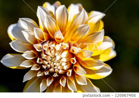 Brightly blooming dahlias (Dahlias) Kawanishi Dahlia Garden, Kawanishi Town, Yamagata Prefecture Brightly blooming dahlias (Dahlias) Kawanishi Dahlia Garden, Kawanishi Town, Yamagata Prefecture 120067408