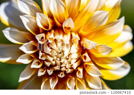 Brightly blooming dahlias (Dahlias) Kawanishi Dahlia Garden, Kawanishi Town, Yamagata Prefecture Brightly blooming dahlias (Dahlias) Kawanishi Dahlia Garden, Kawanishi Town, Yamagata Prefecture 120067410