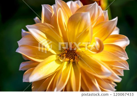 Brightly blooming dahlias (Dahlias) Kawanishi Dahlia Garden, Kawanishi Town, Yamagata Prefecture Brightly blooming dahlias (Dahlias) Kawanishi Dahlia Garden, Kawanishi Town, Yamagata Prefecture 120067433