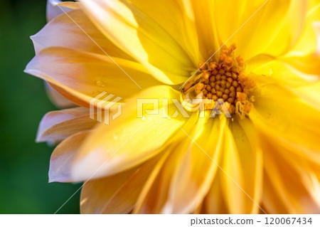 Brightly blooming dahlias (Dahlias) Kawanishi Dahlia Garden, Kawanishi Town, Yamagata Prefecture Brightly blooming dahlias (Dahlias) Kawanishi Dahlia Garden, Kawanishi Town, Yamagata Prefecture 120067434