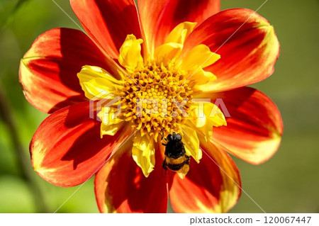 Brightly blooming dahlias (Dahlias) Kawanishi Dahlia Garden, Kawanishi Town, Yamagata Prefecture 120067447