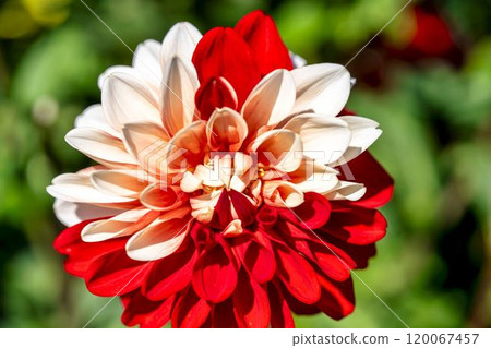 盛開的大麗花（大麗花） 山形縣川西町川西大麗花花園 120067457