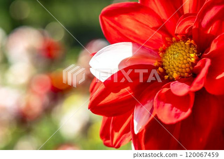 Brightly blooming dahlias (Dahlias) Kawanishi Dahlia Garden, Kawanishi Town, Yamagata Prefecture 120067459