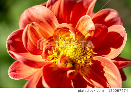 Brightly blooming dahlias (Dahlias) Kawanishi Dahlia Garden, Kawanishi Town, Yamagata Prefecture 120067474