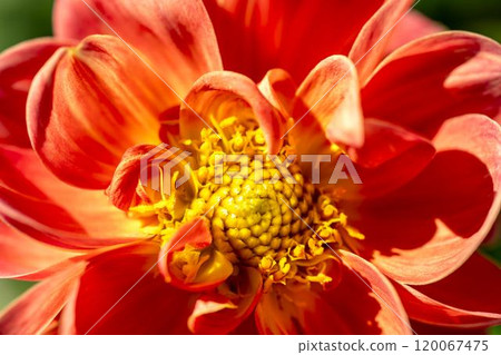 盛開的大麗花(大麗花) 山形縣川西町川西大麗花花園 盛開的大麗花(大麗花) 山形縣川西町川西大麗花花園 120067475