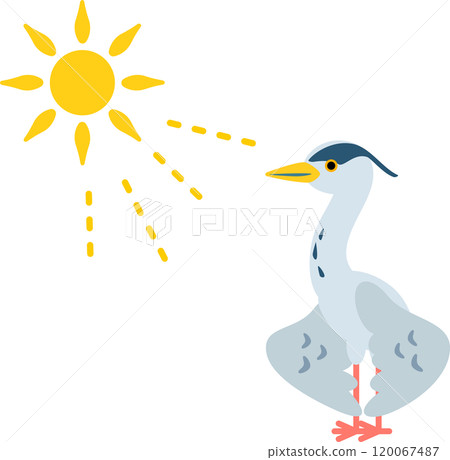 曬日光浴的灰鷺 120067487