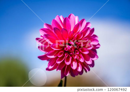 Brightly blooming dahlias (Dahlias) Kawanishi Dahlia Garden, Kawanishi Town, Yamagata Prefecture Brightly blooming dahlias (Dahlias) Kawanishi Dahlia Garden, Kawanishi Town, Yamagata Prefecture 120067492