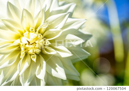 盛開的大麗花（大麗花） 山形縣川西町川西大麗花花園 120067504