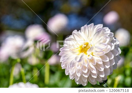 Brightly blooming dahlias (Dahlias) Kawanishi Dahlia Garden, Kawanishi Town, Yamagata Prefecture Brightly blooming dahlias (Dahlias) Kawanishi Dahlia Garden, Kawanishi Town, Yamagata Prefecture 120067518