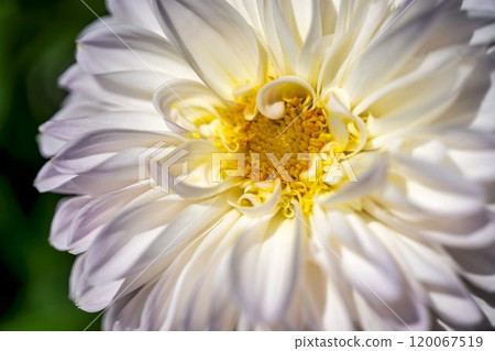 Brightly blooming dahlias (Dahlias) Kawanishi Dahlia Garden, Kawanishi Town, Yamagata Prefecture Brightly blooming dahlias (Dahlias) Kawanishi Dahlia Garden, Kawanishi Town, Yamagata Prefecture 120067519