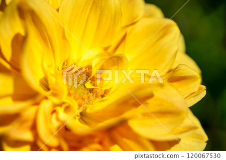 Brightly blooming dahlias (Dahlias) Kawanishi Dahlia Garden, Kawanishi Town, Yamagata Prefecture 120067530
