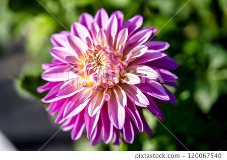 Brightly blooming dahlias (Dahlias) Kawanishi Dahlia Garden, Kawanishi Town, Yamagata Prefecture Brightly blooming dahlias (Dahlias) Kawanishi Dahlia Garden, Kawanishi Town, Yamagata Prefecture 120067540