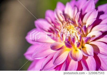 Brightly blooming dahlias (Dahlias) Kawanishi Dahlia Garden, Kawanishi Town, Yamagata Prefecture 120067543