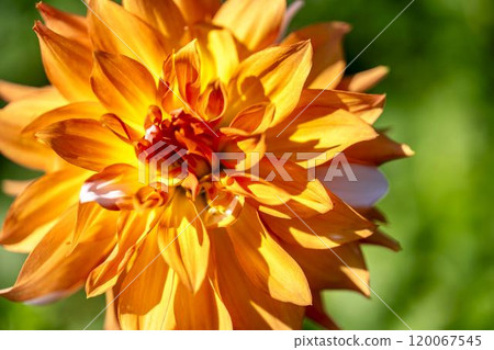 Brightly blooming dahlias (Dahlias) Kawanishi Dahlia Garden, Kawanishi Town, Yamagata Prefecture Brightly blooming dahlias (Dahlias) Kawanishi Dahlia Garden, Kawanishi Town, Yamagata Prefecture 120067545