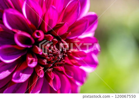 Brightly blooming dahlias (Dahlias) Kawanishi Dahlia Garden, Kawanishi Town, Yamagata Prefecture Brightly blooming dahlias (Dahlias) Kawanishi Dahlia Garden, Kawanishi Town, Yamagata Prefecture 120067550