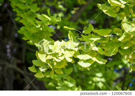 Autumn scenery Ginkgo tree at Kumano Taisha Shrine Nanyo City, Yamagata Prefecture 120067608
