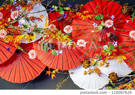 Brightly blooming dahlias and Japanese umbrellas, Nanyo City, Yamagata Prefecture Brightly blooming dahlias and Japanese umbrellas, Nanyo City, Yamagata Prefecture 120067626