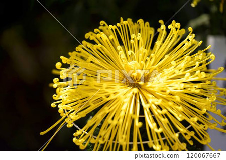 Autumn scenery: Chrysanthemum flowers in full bloom, Nanyo City, Yamagata Prefecture 120067667
