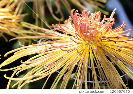 秋景:山形縣南陽市菊花盛開 秋景:山形縣南陽市菊花盛開 120067670