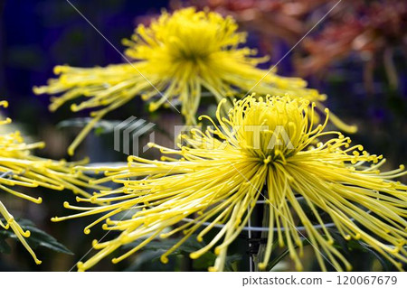 Autumn scenery: Chrysanthemum flowers in full bloom, Nanyo City, Yamagata Prefecture Autumn scenery: Chrysanthemum flowers in full bloom, Nanyo City, Yamagata Prefecture 120067679