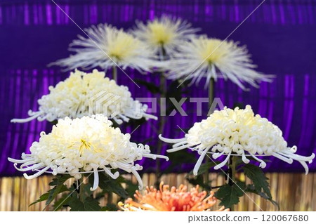 Autumn scenery: Chrysanthemum flowers in full bloom, Nanyo City, Yamagata Prefecture Autumn scenery: Chrysanthemum flowers in full bloom, Nanyo City, Yamagata Prefecture 120067680