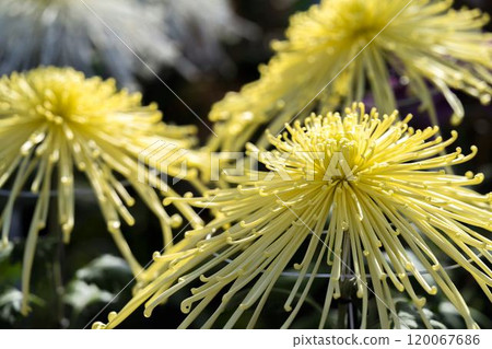 Autumn scenery: Chrysanthemum flowers in full bloom, Nanyo City, Yamagata Prefecture 120067686