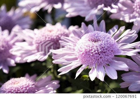 Autumn scenery: Chrysanthemum flowers in full bloom, Nanyo City, Yamagata Prefecture 120067691