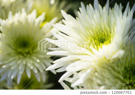 Autumn scenery: Chrysanthemum flowers in full bloom, Nanyo City, Yamagata Prefecture Autumn scenery: Chrysanthemum flowers in full bloom, Nanyo City, Yamagata Prefecture 120067701