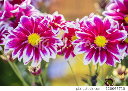 Autumn scenery: Chrysanthemum flowers in full bloom, Nanyo City, Yamagata Prefecture 120067710