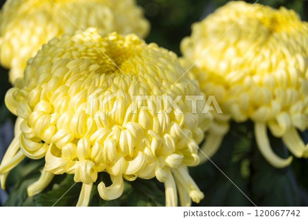 Autumn scenery: Chrysanthemum flowers in full bloom, Nanyo City, Yamagata Prefecture Autumn scenery: Chrysanthemum flowers in full bloom, Nanyo City, Yamagata Prefecture 120067742