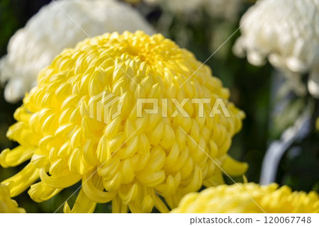 秋景：山形縣南陽市菊花盛開 120067748