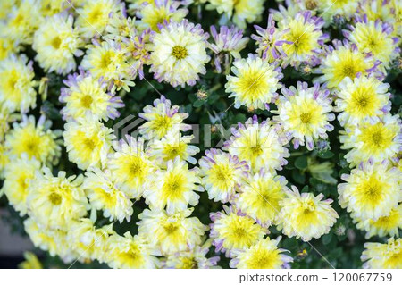 秋景:山形縣南陽市菊花盛開 秋景:山形縣南陽市菊花盛開 120067759