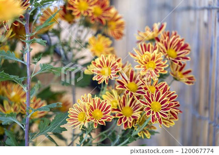 秋景：山形縣南陽市菊花盛開 120067774