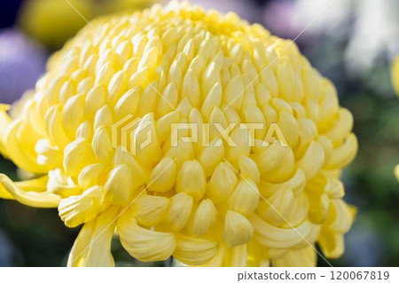 Autumn scenery: Chrysanthemum flowers in full bloom, Nanyo City, Yamagata Prefecture Autumn scenery: Chrysanthemum flowers in full bloom, Nanyo City, Yamagata Prefecture 120067819