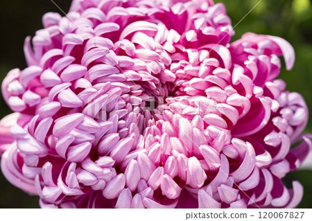 Autumn scenery: Chrysanthemum flowers in full bloom, Nanyo City, Yamagata Prefecture 120067827