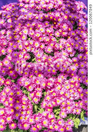 秋景：山形縣南陽市菊花盛開 120067849