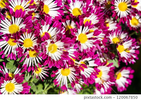 Autumn scenery: Chrysanthemum flowers in full bloom, Nanyo City, Yamagata Prefecture 120067850