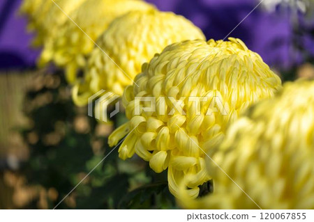 Autumn scenery: Chrysanthemum flowers in full bloom, Nanyo City, Yamagata Prefecture 120067855