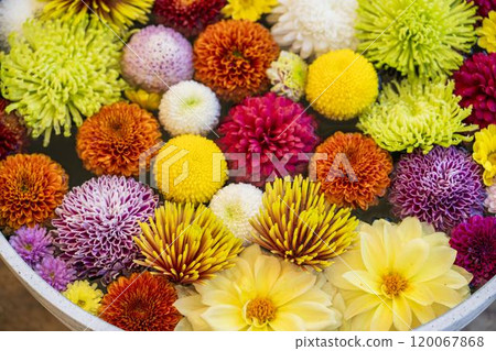 Vivid flower water basin (chrysanthemum water basin) Nanyo City, Yamagata Prefecture 120067868