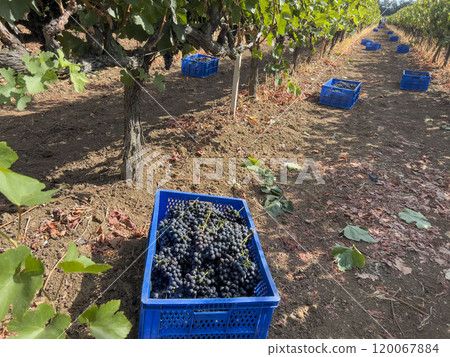 harvested ripe grapes in blue baskets at vineyard field 120067884